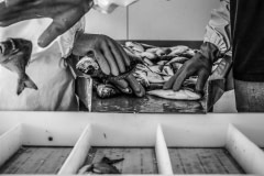 Sea bass are processed by workers at the slaughter and packing plant. Photos taken on assignment for Ecostorm / Compassion In World Farming.
