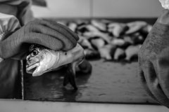 Sea bass are processed by workers at the slaughter and packing plant. Photos taken on assignment for Ecostorm / Compassion In World Farming.