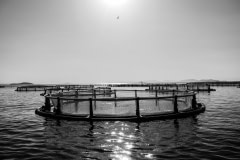 Floating pens of a sea bass and sea bream farm. The pens can be a high risk for environmental degradation to the local oceanic ecosystem and lethal to the fish due to overcrowding. Photos taken on assignment for Ecostorm / Compassion In World Farming.