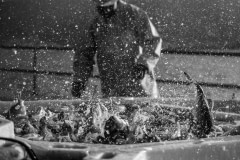 After being moved from the floating pens of a sea bass and sea bream farm, thousands of sea bass are dumped into ice containers. The shock of ice is meant to kill the fish quickly but the process is in fact painful and slow. They fish are then processed and packed, some remaining conscious even after this ordeal. Photos taken on assignment for Ecostorm / Compassion In World Farming.