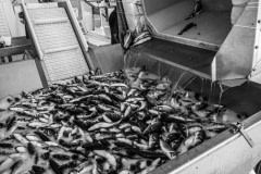 Thousands of sea bass agonize inside the slaughter and packing plant of a sea farm. From the floating pens, the fish are dumped into ice containers and then transferred to the processing line where they are packed. Many fish remain alive throughout the process including when they are packed into boxes. Photos taken on assignment for Ecostorm / Compassion In World Farming.