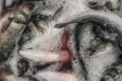 Thousands of sea bass agonize inside the slaughter and packing plant of a sea farm. From the floating pens, the fish are dumped into ice containers and then transferred to the processing line where they are packed. Many fish remain alive throughout the process including when they are packed into boxes. Photos taken on assignment for Ecostorm / Compassion In World Farming.