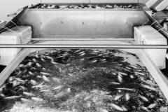 Thousands of sea bass agonize inside the slaughter and packing plant of a sea farm. From the floating pens, the fish are dumped into ice containers and then transferred to the processing line where they are packed. Many fish remain alive throughout the process including when they are packed into boxes. Photos taken on assignment for Ecostorm / Compassion In World Farming.