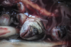 Thousands of sea bass agonize inside the slaughter and packing plant of a sea farm. From the floating pens, the fish are dumped into ice containers and then transferred to the processing line where they are packed. Many fish remain alive throughout the process including when they are packed into boxes. Photos taken on assignment for Ecostorm / Compassion In World Farming.