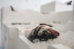 Sea bass agonize inside the slaughter and packing plant of a sea farm. From the floating pens, the fish are dumped into ice containers and then transferred to the processing line where they are packed. Many fish remain alive throughout the process including when they are packed into boxes. Photos taken on assignment for Ecostorm / Compassion In World Farming.