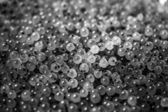 A detail of rainbow trout eggs, taken at a rainbow trout hatchery and egg farm. Photos taken on assignment for Ecostorm / Compassion In World Farming.