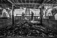 The deck of a trawler fishing vessel after their nets have been pulled aboard with fish from the French Mediterranean Sea. Nets are deployed with a camera and sensor that send information to the bridge of the vessel, indicating the fullness of the nets. Bycatch - animals who are not the fishing target - are numerous. Photos taken on assignment for Ecostorm / Compassion In World Farming.