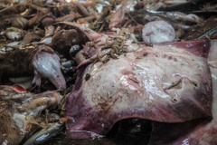 A manta ray amidst the fish and bycatch caught by a trawer in the French Mediterranean Sea. Photos taken on assignment for Ecostorm / Compassion In World Farming.