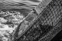 Trawling nets pull thousands of fish including bycatch - non-target animals - onto the deck of a fishing vessel in the Mediterranean Sea. Photos taken on assignment for Ecostorm / Compassion In World Farming.