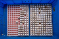 Turtle eggs at a turtle farm. Taiwan, 2019.