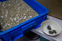 Hatchlings at a turtle farm. Taiwan, 2019.