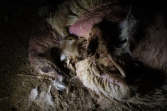 One of many turkey carcasses on the floor of a factory farm.