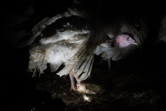 A turkey suffers from bumblefoot, also known as plantar pododermatitis, a common disorder of maturing males of the heavy breeds of turkeys.