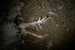 One of many dead turkeys decomposing on the ground inside a factory farm.
