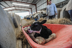 CowDairyFarm_Spain_JMcArthur_20100908-0125-1920px