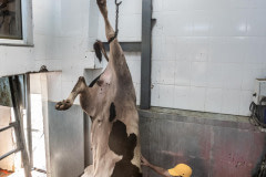 Cow hanging by it's hind leg at a slaughterhouse. Turkey, 2018.