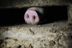 Industrial pig farming.