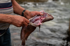 Fisherman demonstrating fish slaughter to tourists.