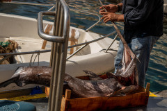 Fisherman selling a swordfish on a fishing dock.
