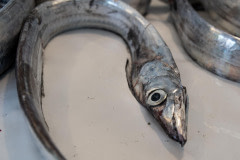 Small fish for sale at a fish slaughterhouse.