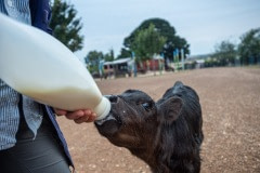 Phoenix, one of two calves rescued from the fires. Only Phoenix survived. Here she is being bottle fed by Edgar's Mission sanctuary founder Pam Ahern.