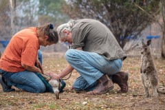 Kangaroos and wallabies receive expert treatment from Southern Cross Wildlife Care vets and nurses at a private rehabilitation center in Bega.