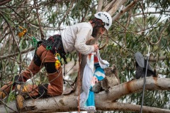 An injured and dehydrated koala is coerced from a tree by scaring him with black flaps and a pole.