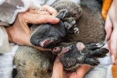 Burned koalas are darted with a sedative, then captured and lowered from the tree for veterinary care. They will later be released into a surviving forest.