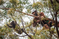 A skinny and dehydrated koala who has been darted with a sedative is captured and lowered from the tree for veterinary care. He will later be released into a surviving forest.