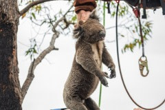 A skinny and dehydrated koala who has been darted with a sedative is captured and lowered from the tree for veterinary care. He will later be released into a surviving forest.