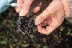Vets examine a sedated burn victim's paws and toes.