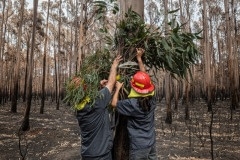 Veterinarians Chris Barton and Elaine Ong of Vets for Compassion attach eucalyptus browse into a destroyed eucalyptus tree plantation where surviving koalas perch high in trees. The fresh eucalyptus is tied to the base of trees which lures them down, at which point the rescuers and vets can catch the koala and assess them for injuries. If the animals are kept for rehabilitation, they will later be released to the wild.