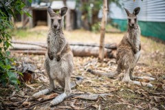 Wallaby joeys rescued from the fires recuperate with bandages on their burned paws at Sue Johns’ wildlife wildlife rehabilitation centre in Mallacoota.