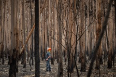 Veterinarian Chris Barton of Vets for Compassion looking for survivors in a burned eucalyptus plantation.