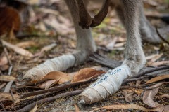 A wallaby joey rescued from the fires recuperates with bandages on his burned paws at Sue Johns’ wildlife wildlife rehabilitation centre in Mallacoota.