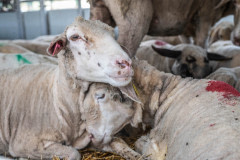 Sheep inside a transport truck parked at the Bulgarian-Turkish border. Turkey, 2018.