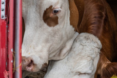 Animals transported for slaughter from across Europe through the Bulgarian-Turkish border. Turkey, 2018.