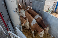 Cows off load at a feed station at the Bulgarian-Turkish border. Turkey, 2018.