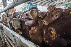 Thirsty cattle are given temporary reprieve at a rest station at the Bulgarian-Turkish border. Turkey, 2018.