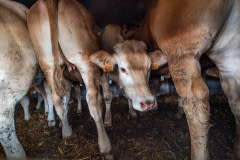 Animals transported for slaughter from across Europe through the Bulgarian-Turkish border. Turkey, 2018.