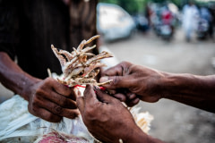 Vendors tie the feet of chickens together in a bunch for easier transport and distribution. India, 2021. S. Chakrabarti / We Animals