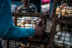 Workers carry crates of chicken from the transport vehicle to the slaughter area. India, 2021. S. Chakrabarti / We Animals