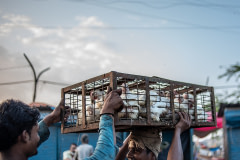 Crates of tightly packed chickens are carried by workers from the transport vehicle to the slaughter area. India, 2021. S. Chakrabarti / We Animals