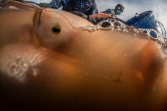 Workers pick up sedated red hybrid tilapia from a floating pen to be weighed and sorted during the harvest at a fish farm in Thailand. Clove oil is a fast acting sedative that is used to calm fish prior to the harvest,  making it easier for workers to handle the fish and minimize damage to them from too much struggling.