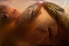 Densely packed red hybrid tilapia lie motionless in the murky water of a floating pond after being sedated with clove oil during the harvest at a fish farm in Thailand. Clove oil is a fast acting sedative that is used to calm fish prior to the harvest,  making it easier for workers to handle the fish and minimize damage to them from too much struggling.