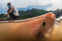 Densely packed red hybrid tilapia lie motionless in the murky water of a floating pond after being sedated with clove oil during the harvest at a fish farm in Thailand. Clove oil is a fast acting sedative that is used to calm fish prior to the harvest,  making it easier for workers to handle the fish and minimize damage to them from too much struggling.