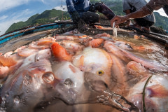 Densely packed red hybrid tilapia lie motionless in the murky water of a floating pond after being sedated with clove oil during the harvest at a fish farm in Thailand. Clove oil is a fast acting sedative that is used to calm fish prior to the harvest,  making it easier for workers to handle the fish and minimize damage to them from too much struggling.