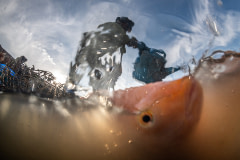 A worker pours clove oil onto a large number of red hybrid tilapia inside a floating pen during the harvest at a fish farm in Thailand. Clove oil is a fast acting sedative that is used to calm fish prior to the harvest,  making it easier for workers to handle the fish and minimize damage to them from too much struggling.