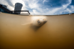 A dead shark catfish floats upside down in the murky water of a floating pen at a fish farm by a river in Thailand.