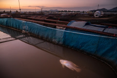 A dead red hybrid tilapia floats at the surface of a floating pen at a fish farm in Thailand.